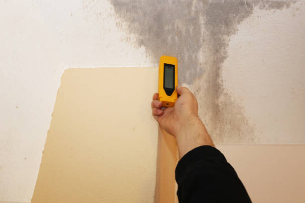 Trusted Kalamazoo, MI Mold Removal Experts