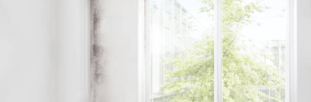 Best Asbestos and Lead Testing During Mold Inspection  in Kalamazoo, MI