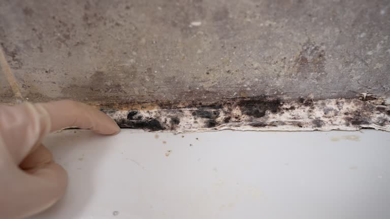 Mold Remediation for Rental Properties in Kalamazoo, MI